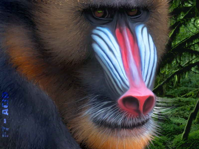 Mandrill - study in realism