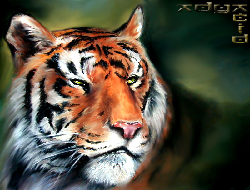 Tiger by Adya