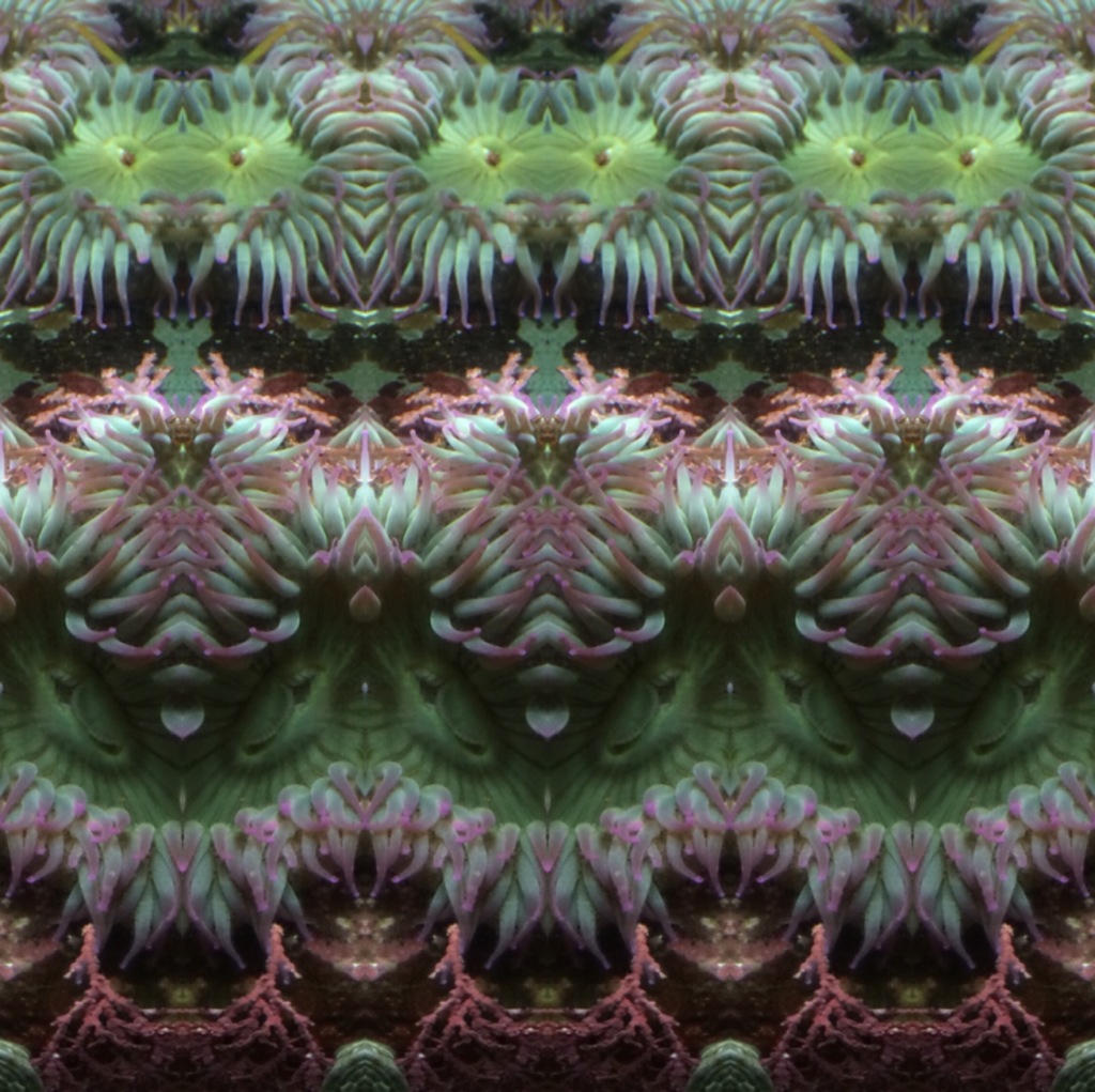 Anemones by Daniel Wickert